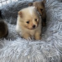 Spitz mâles disponibles pour noël #3