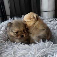 Spitz mâles disponibles pour noël #4