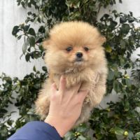 Spitz mâles disponibles de suite #2