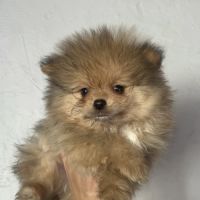 Spitz mâles disponibles de suite