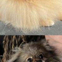 Spitz mâles disponibles de suite #1