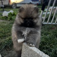 Spitz mâles disponibles de suite #2
