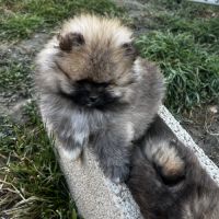Spitz mâles disponibles de suite