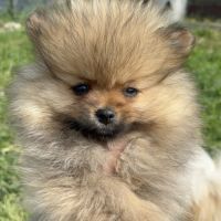 Spitz nain femelle disponible de suite
