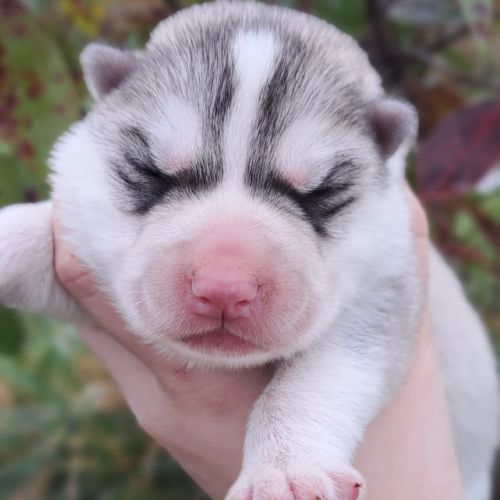 Chiot husky sibérien lof a réserver. #1