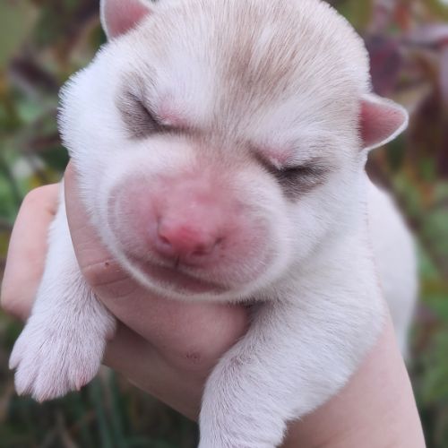 Chiot husky sibérien lof a réserver. #2