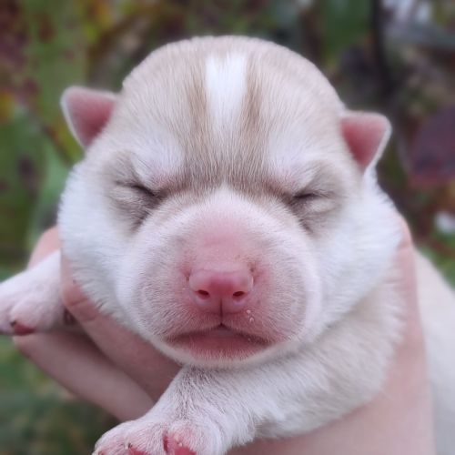Chiot husky sibérien lof a réserver. #0