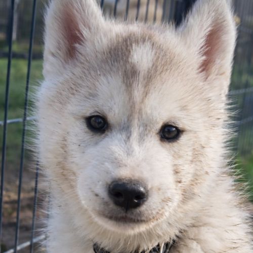Chiot husky sibérien lof a réserver. #1