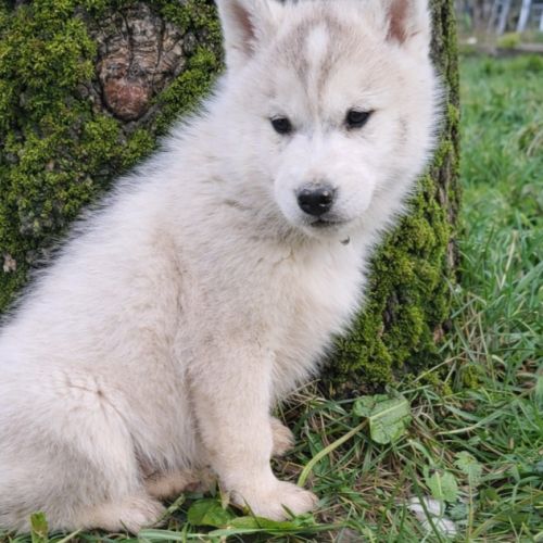 Chiot husky sibérien lof a réserver. #2