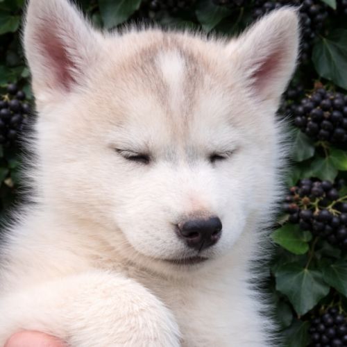 Chiot husky sibérien lof a réserver. #4