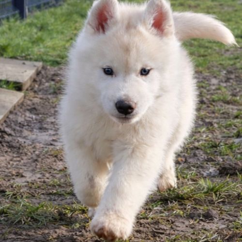 Chiot husky sibérien lof a réserver. #3