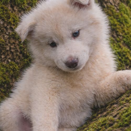 Chiot husky sibérien lof a réserver. #0