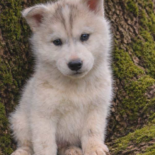 Chiot husky sibérien lof a réserver. #5