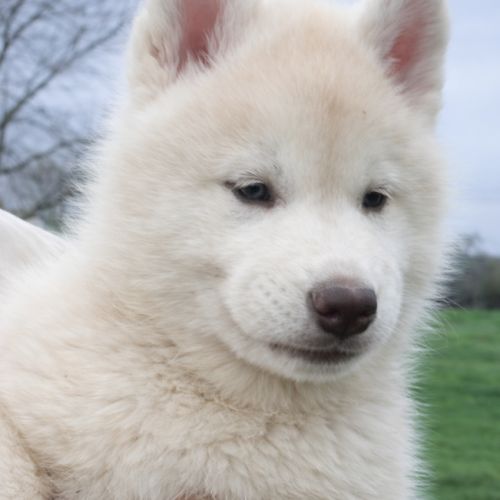 Chiot husky sibérien lof a réserver. #6