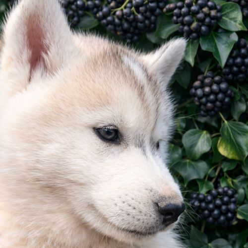 Chiot husky sibérien lof a réserver. #5