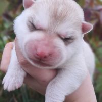 Chiot husky sibérien lof a réserver. #2