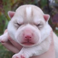 Chiot husky sibérien lof a réserver.