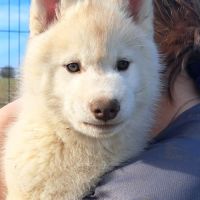 Chiot husky sibérien lof a réserver. #1