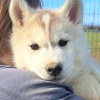 Chiot husky sibérien lof a réserver. #2