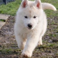 Chiot husky sibérien lof a réserver. #3