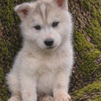 Chiot husky sibérien lof a réserver. #5