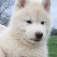 Chiot husky sibérien lof a réserver. #6