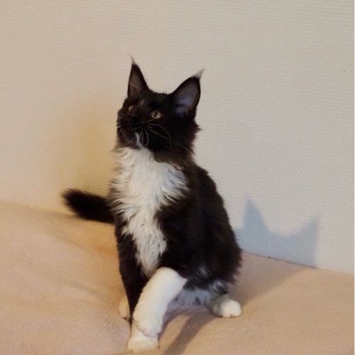 Magnifique male maine coon noon loof #2