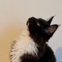 Magnifique male maine coon noon loof #0