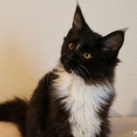 Magnifique male maine coon noon loof #3