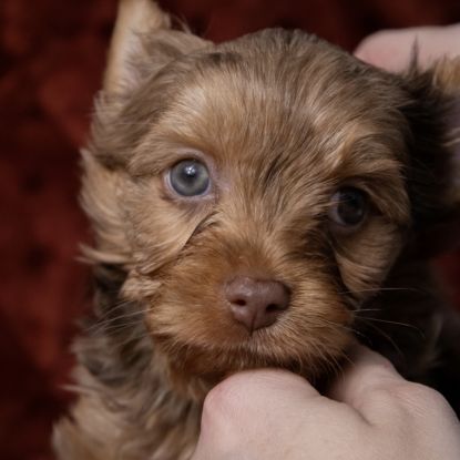 Chiot yorkshire merle chocolat #0