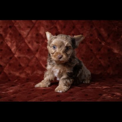 Chiot yorkshire merle chocolat #2