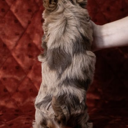 Chiot yorkshire merle chocolat #4