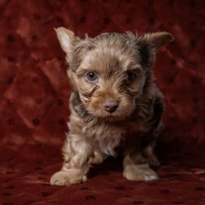 Chiot yorkshire merle chocolat #5