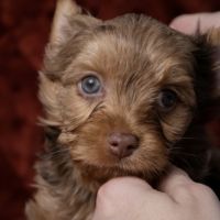 Chiot yorkshire merle chocolat