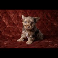 Chiot yorkshire merle chocolat #2