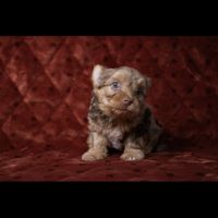 Chiot yorkshire merle chocolat #3