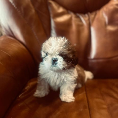 Adorables chiots shih tzu. #2