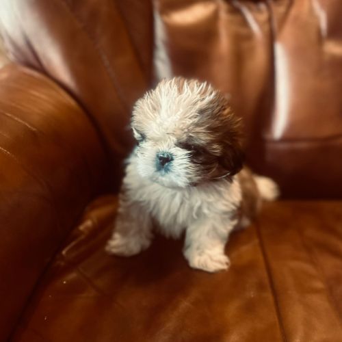 Adorables chiots shih tzu. #5