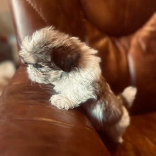 Adorables chiots shih tzu. #6