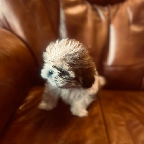 Adorables chiots shih tzu. #7