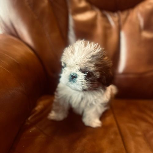 Adorables chiots shih tzu. #8