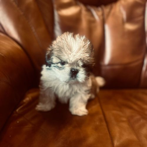 Adorables chiots shih tzu. #9