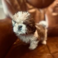Adorables chiots shih tzu. #1