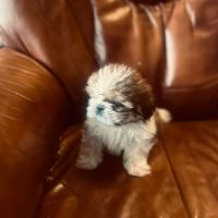 Adorables chiots shih tzu. #3