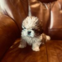 Adorables chiots shih tzu. #0