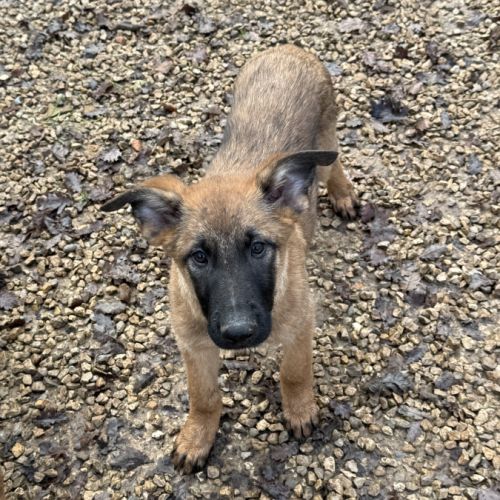 Chiots berger belge malinois lof
