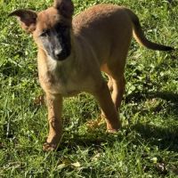 Chiots berger belge malinois lof #1