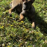 Chiots berger belge malinois lof #2