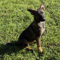 Chiots berger belge malinois lof #3