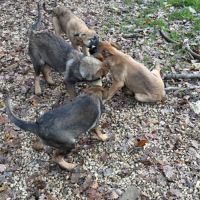 Chiots berger belge malinois lof #4